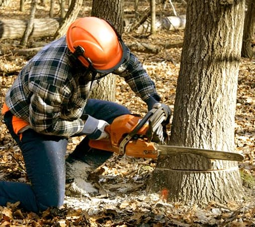 Tree Removal in Fredericksburg, TX